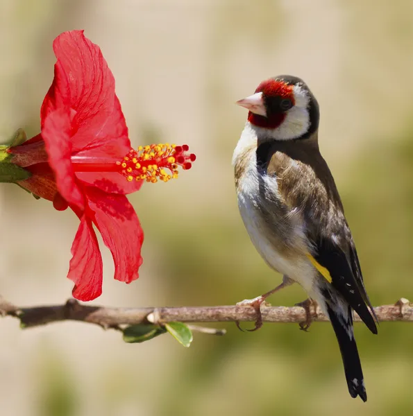 stock image European goldfinch