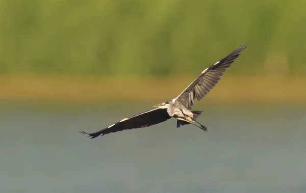 Striated heron — Stock Photo, Image