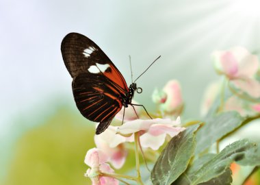 Tropical butterfly clipart