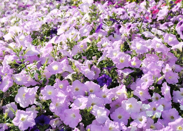Petunia flowers — Stock Photo, Image
