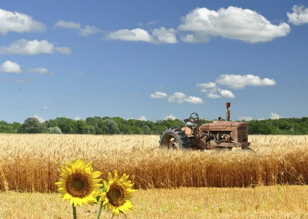 Wheat Field — Stock Photo, Image