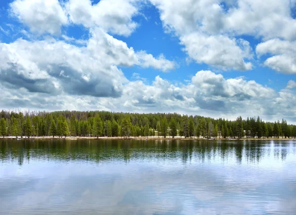 Lake met forest — Stockfoto