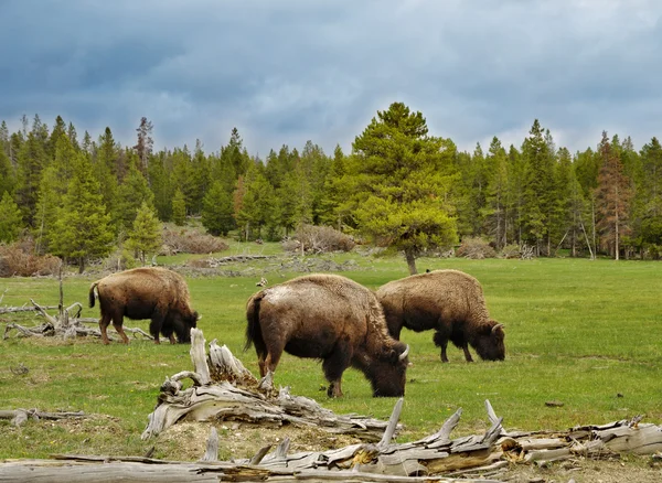 Berget dalen med bisonoxar och skog — Stockfoto