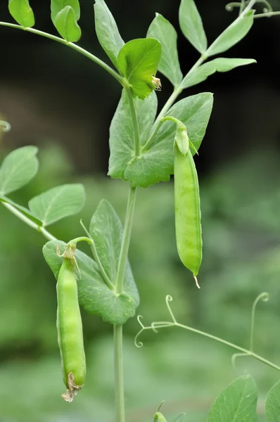 stock image Green pea pods