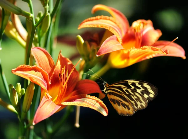 Πεταλούδα στο λουλούδι κρίνος — Φωτογραφία Αρχείου