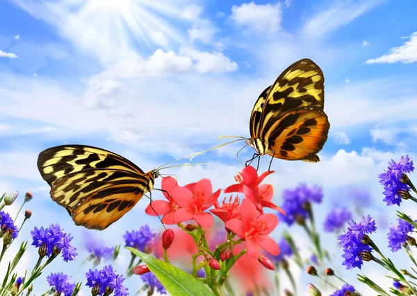Kupu-kupu dengan bunga — Stok Foto