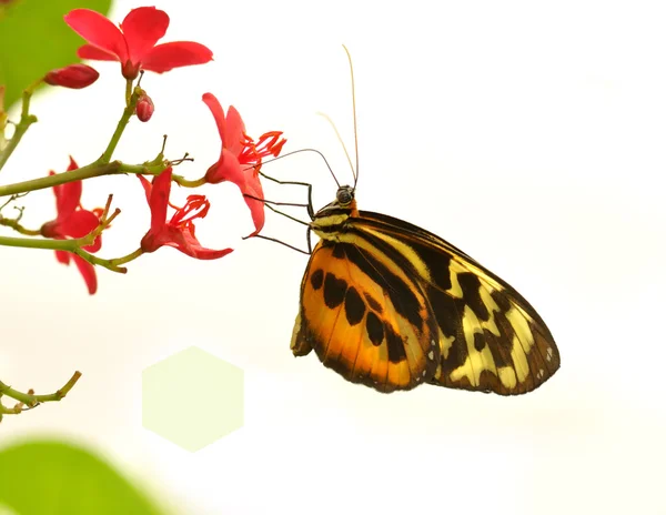 热带蝴蝶 — 图库照片