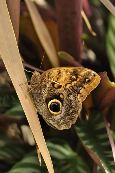 Обыкновенная синяя морфо-бабочка — стоковое фото