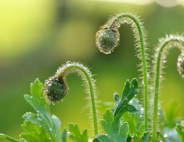 stock image Poppy flower buds