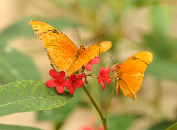 Papillons tropicaux jaunes — Photo