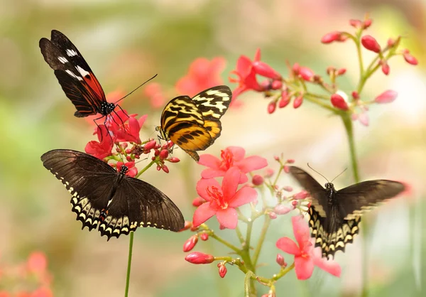 Papillons tropicaux — Photo