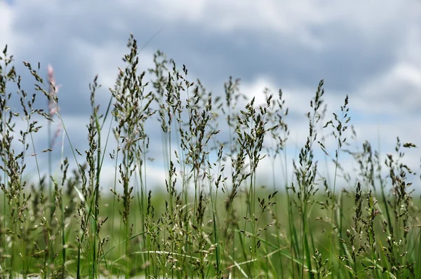 stock image Grass against a sky