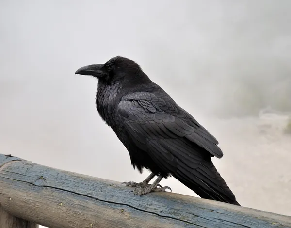 Grande corvo preto — Fotografia de Stock