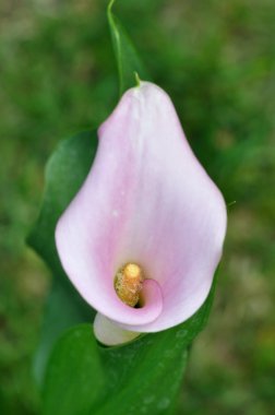 Cala lily