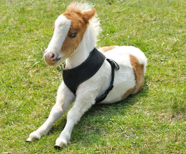 Junges Pony — Stockfoto