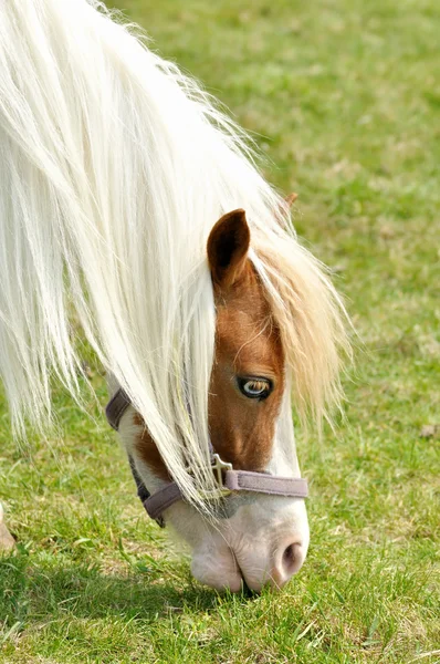 Retrato de cavalo branco — Fotografia de Stock