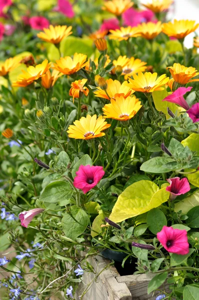 Літні квіти — стокове фото