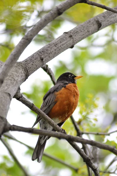 Robin ptak — Zdjęcie stockowe