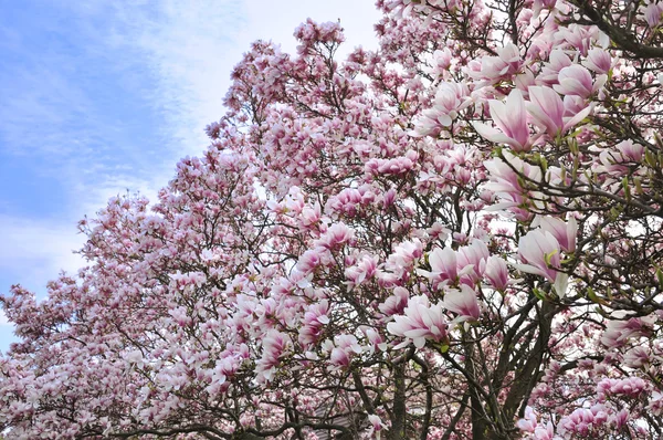 แมกโนเลีย ดอกไม้ — ภาพถ่ายสต็อก