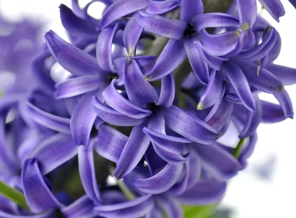 Flores de jacinto —  Fotos de Stock
