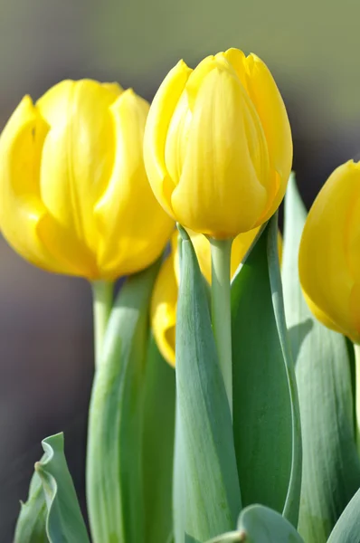 Sárga tulipán — Stock Fotó