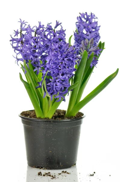 Hyacint blommor — Stockfoto