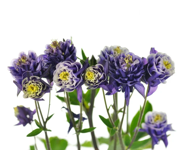 Columbine çiçekler — Stok fotoğraf