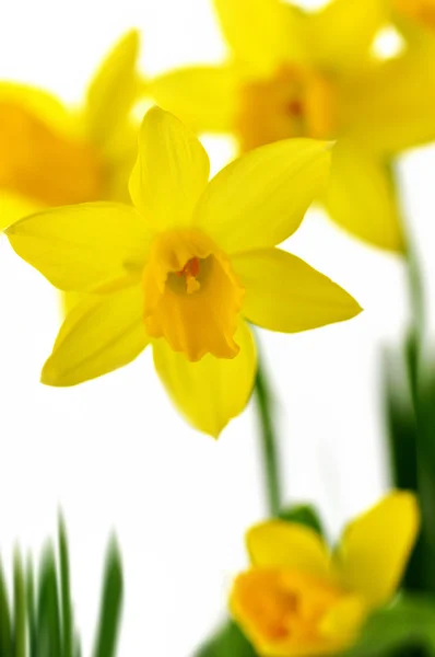 Spring yellow flowers — Stock Photo, Image