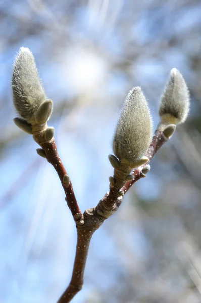 stock image Spring tree