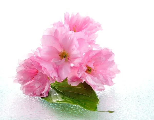 Migdałowe kwiaty — Zdjęcie stockowe