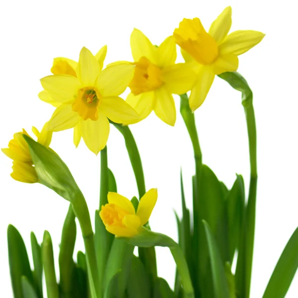 Yellow daffodils — Stock Image Yellow daffodils Stock Photo