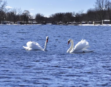 Swans on a lake clipart