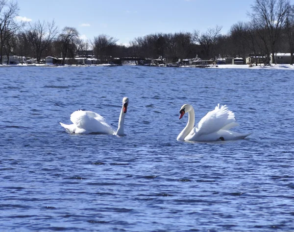 Cisnes en un lago — Foto de Stock