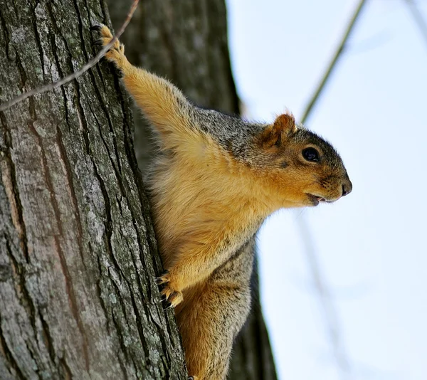 Drzewo wiewiórki — Zdjęcie stockowe