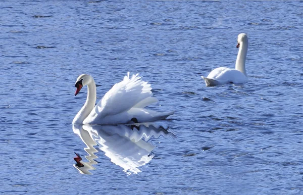 Lago Swan —  Fotos de Stock