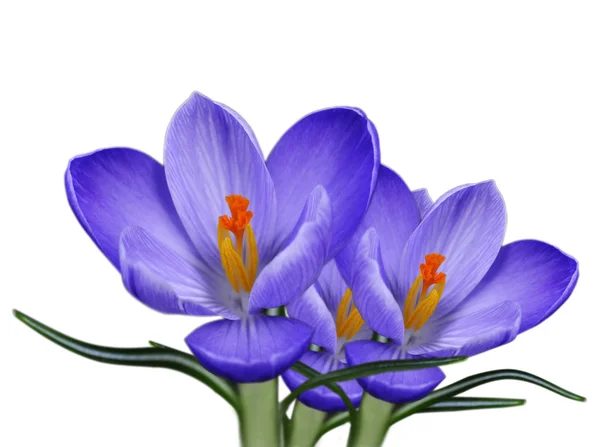 Krokus kwiat — Zdjęcie stockowe