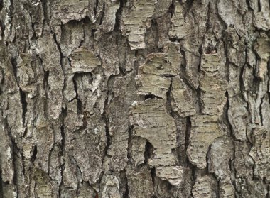 Tree bark clipart