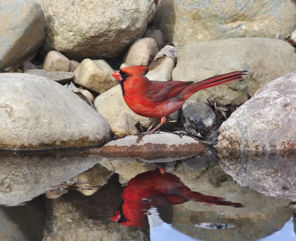 Norra kardinalβόρειου καρδιναλίου — Φωτογραφία Αρχείου