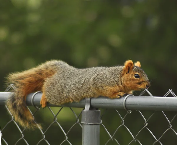 Fox squirrel — Stock Photo, Image