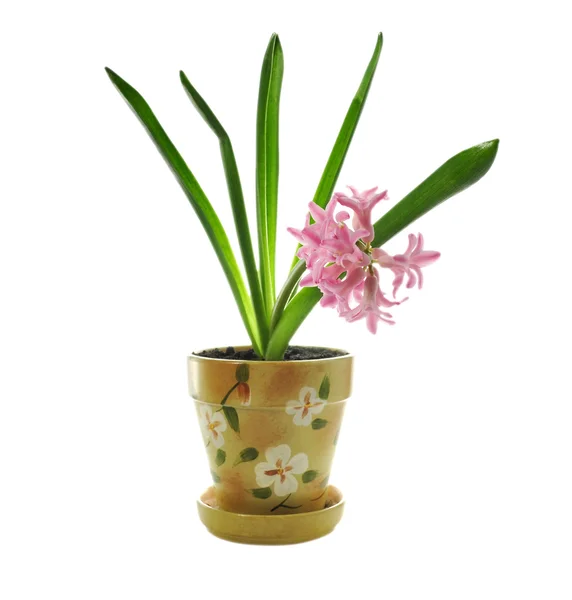 Hyacint blomma — Stockfoto