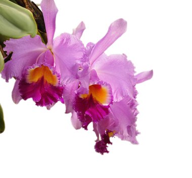 Cattleya çiçekler