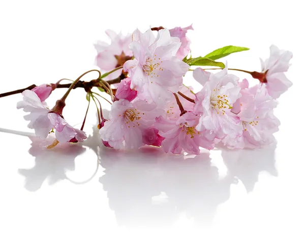 stock image Cherry flowers