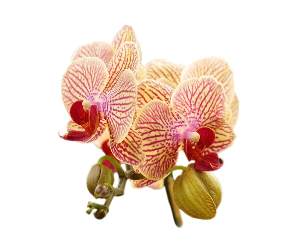 stock image Orchid