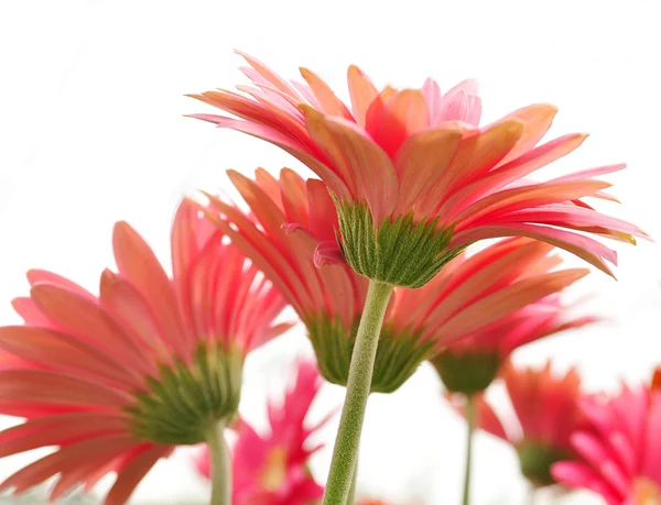 Gerbera daisy — Stock Photo, Image