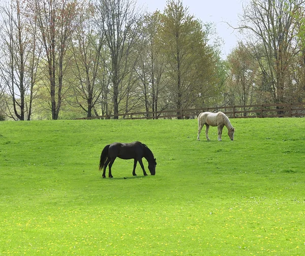 Atlar — Stok fotoğraf