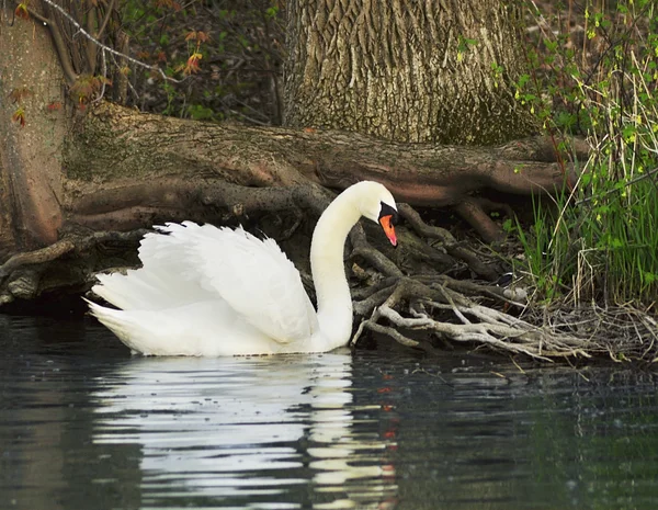 湖の上の白鳥 — ストック写真