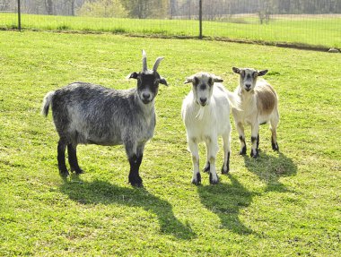 Goats in a farm clipart