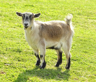 Goat on a field clipart