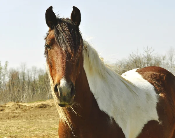 Horse portrait — Stock Photo, Image