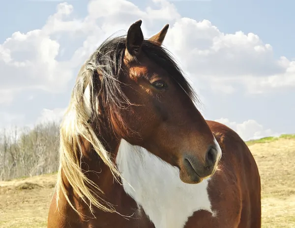 Retrato de cavalo — Fotografia de Stock